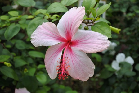 �{�Ó��S�P