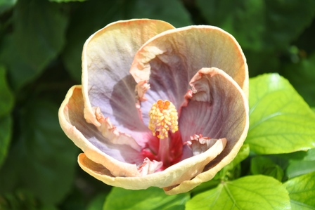 �{�Ó��S�S