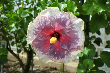 �{�Ó��S�T