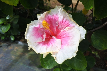 �{�Ó��S�U