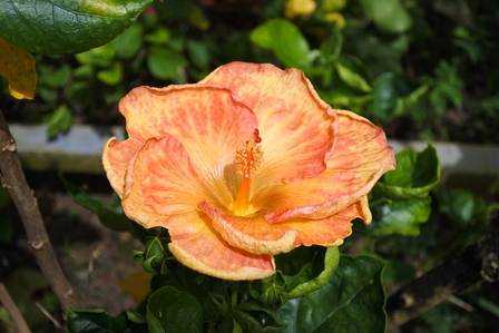 �{�Ó��S�V