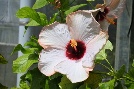 �{�Ó��S�W