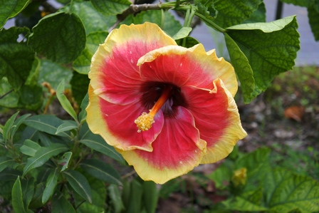 �{�Ó��S�X