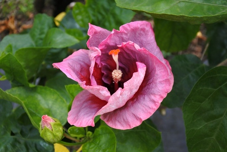 �{�Ó��T�O