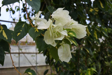 �{�Ó��T�Q