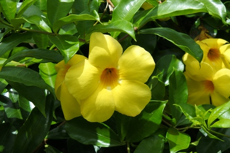 �{�Ó��T�S