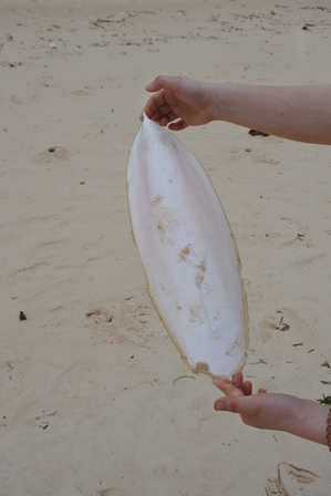 �{�Ó��Q�S