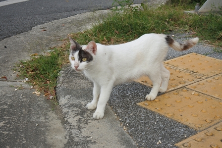 �{�Ó��S�T