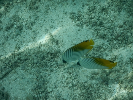 �{�Ó��P�X