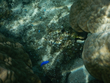 �{�Ó��Q�O