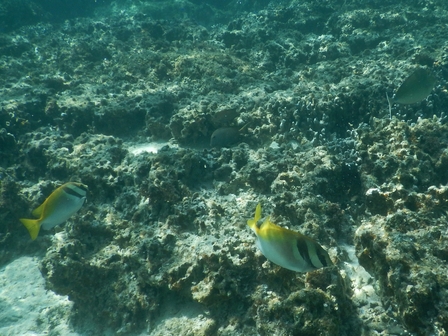 �{�Ó��R�O