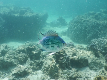 �{�Ó��R�P