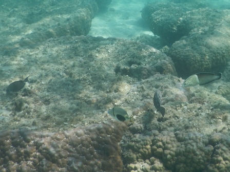 �{�Ó��R�Q