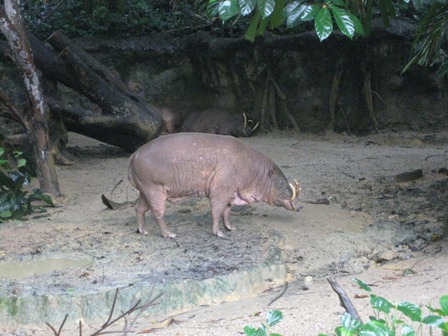 �V���K�|�[���P�O