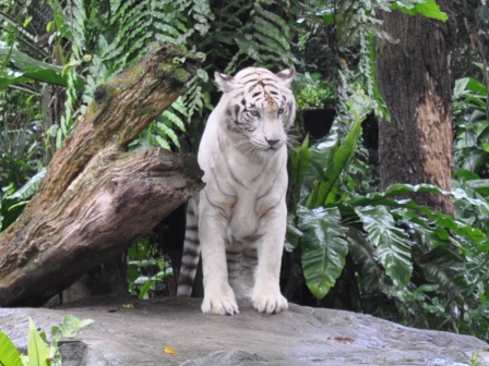 �V���K�|�[���P�P