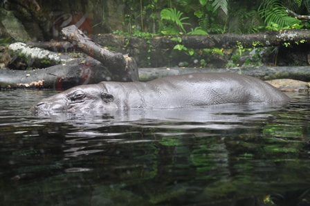 �V���K�|�[���P�Q