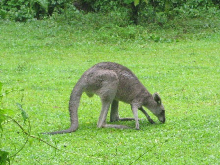 �V���K�|�[���P�R