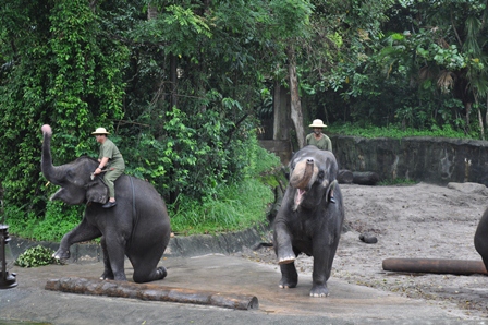 �V���K�|�[���P�T