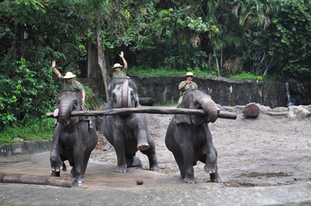 �V���K�|�[���P�U