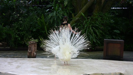 �V���K�|�[���P�X