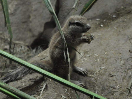 �V���K�|�[���Q�Q