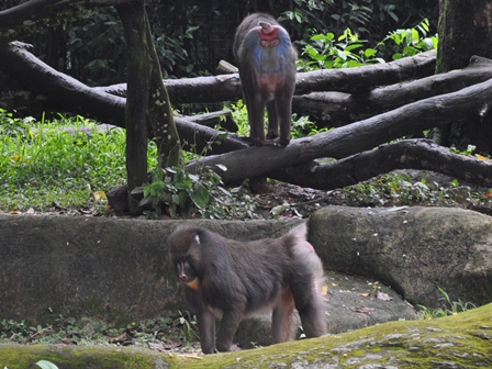 �V���K�|�[���Q�S