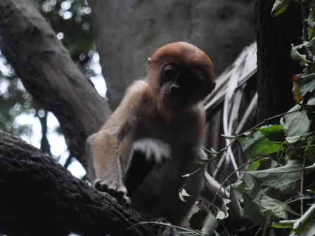 �V���K�|�[���Q�T