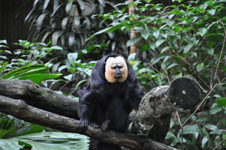 �V���K�|�[���Q�U