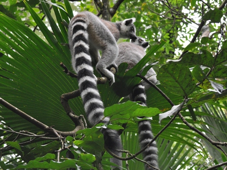 �V���K�|�[���Q�V