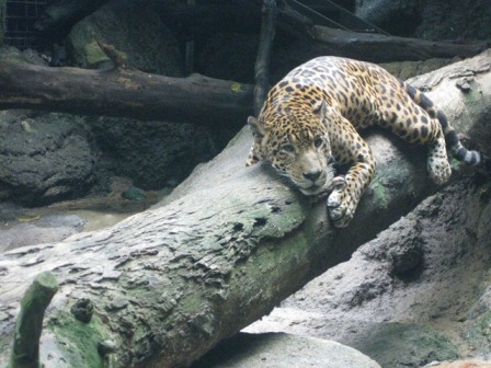 �V���K�|�[���Q�W