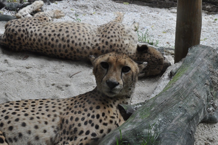 �V���K�|�[���R�O