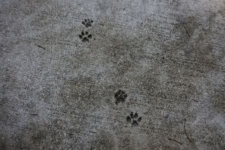 �V���K�|�[���Q�S