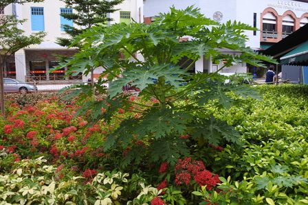 �V���K�|�[���R�P