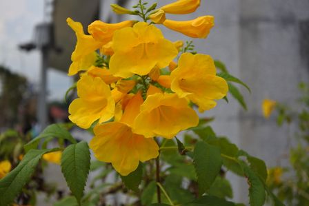 �V���K�|�[���R�Q