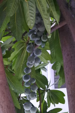 �V���K�|�[���S�Q