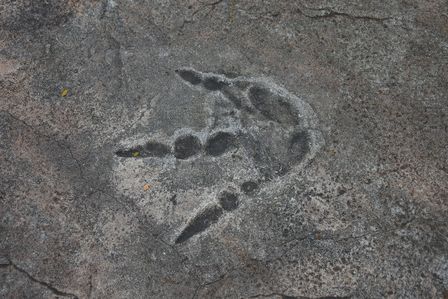 �V���K�|�[���R�S