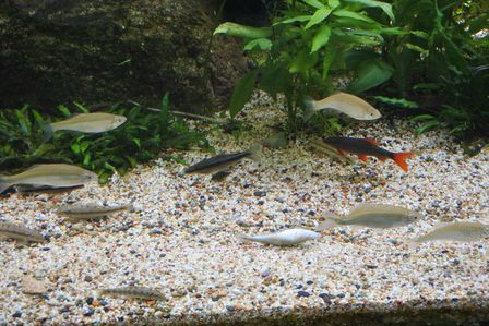 �V���K�|�[���X