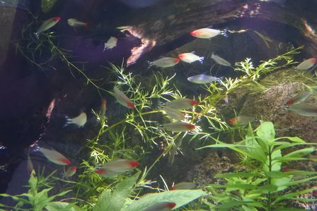 �V���K�|�[���P�O