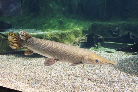 �V���K�|�[���P�Q