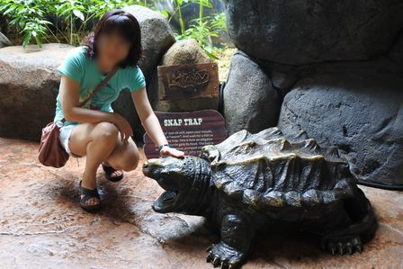 �V���K�|�[���P�R