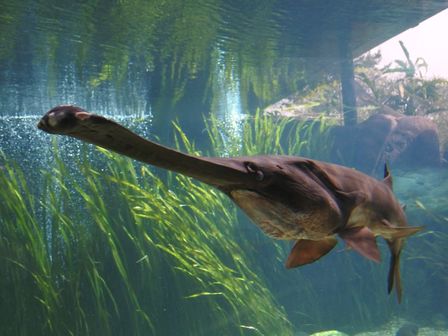 �V���K�|�[���P�S