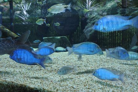 �V���K�|�[���P�U