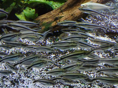 �V���K�|�[���P�V