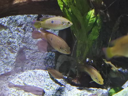 �V���K�|�[���P�W