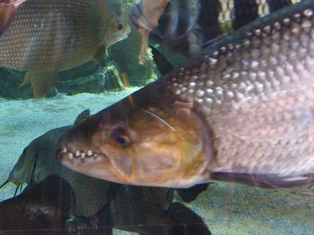 �V���K�|�[���P�X