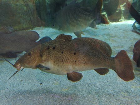 �V���K�|�[���Q�O