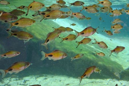 �V���K�|�[���Q�Q