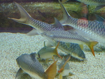 �V���K�|�[���Q�R