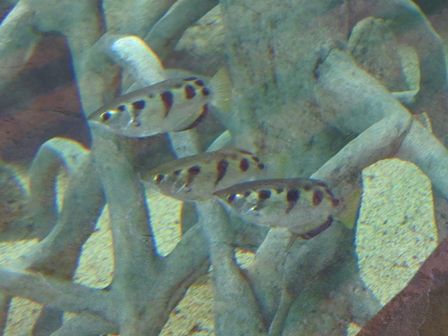 �V���K�|�[���Q�U