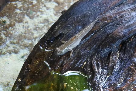 �V���K�|�[���Q�V